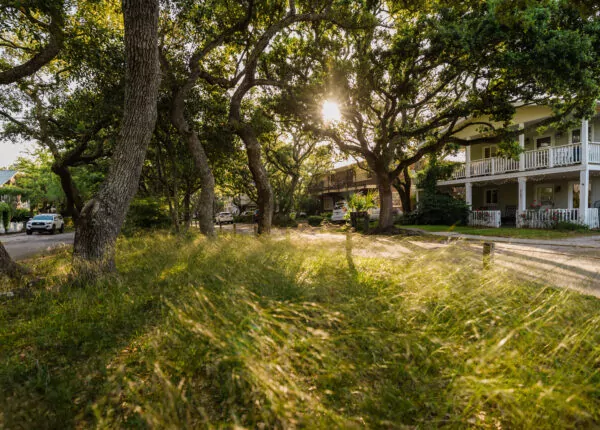 Sun shines through beautiful trees on a quiet neighborhood street.